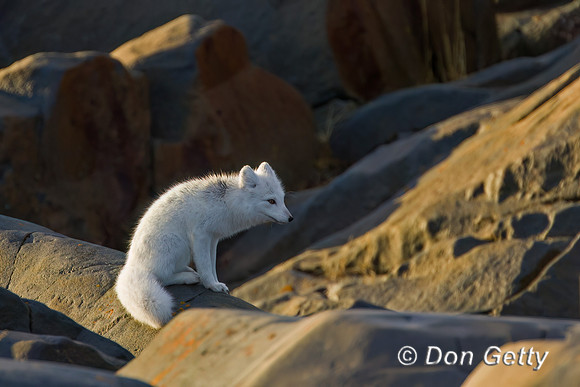 Arctic Fox