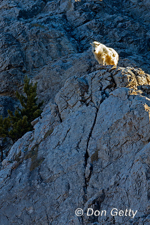 Mountain Goat