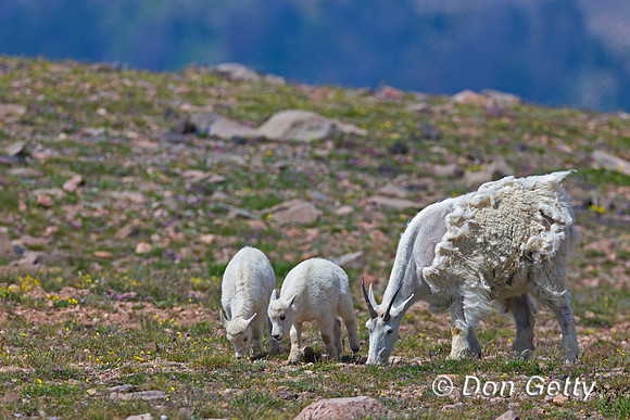 Goat_Mtn_A45T5665