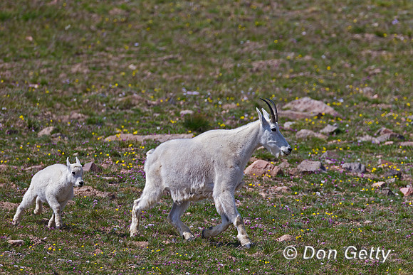 Goat_Mtn_A45T5770