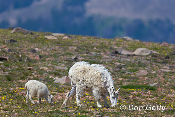 Goat_Mtn_A45T5612