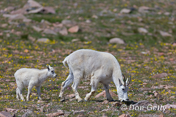 Goat_Mtn_A45T5597