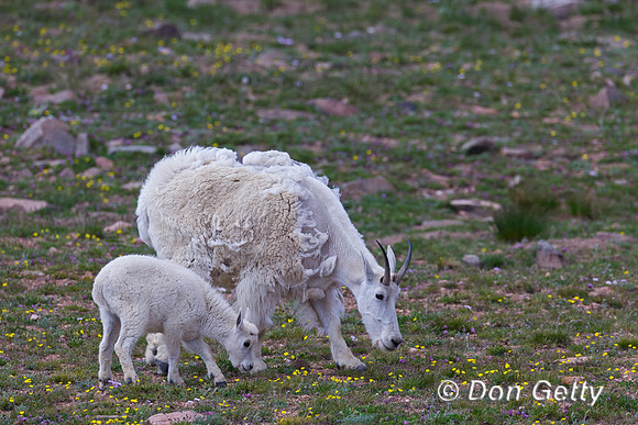 Goat_Mtn_A45T5844