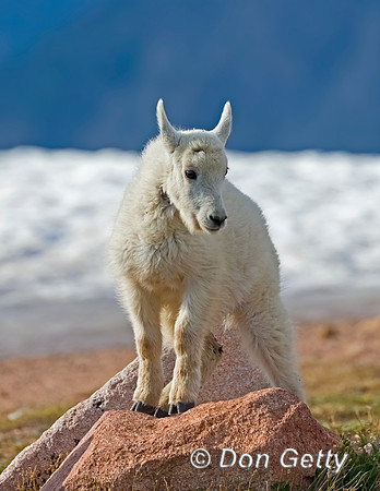 Mountain Goat