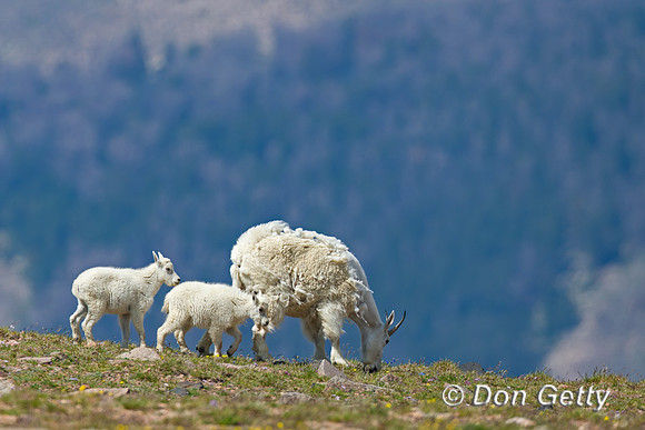 Goat_Mtn_A45T5924