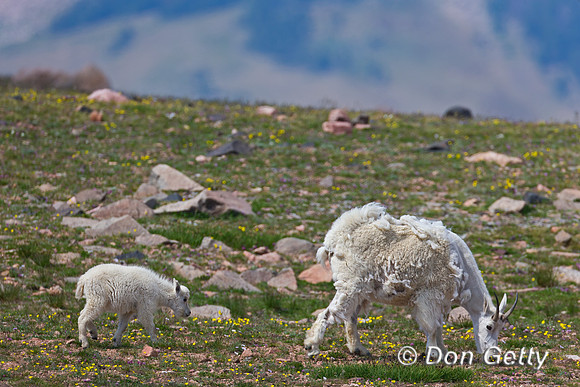 Goat_Mtn_A45T5865
