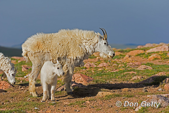 Mountain Goat