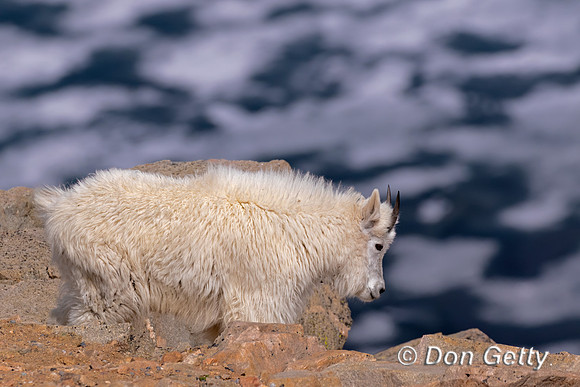 Mountain Goat