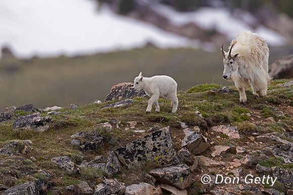Goat_Mtn_A96I1038