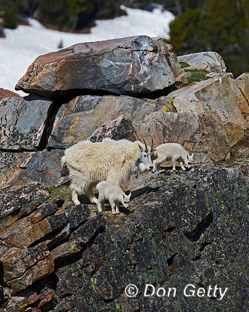 Mountain Goat