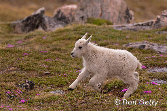 Mountain Goat