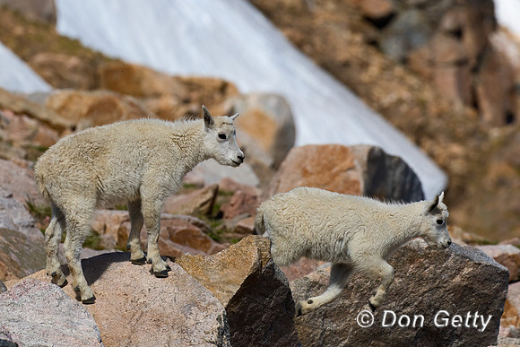 Mountain Goat