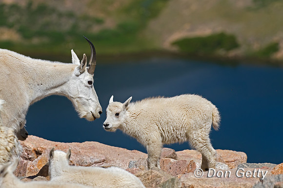 Mountain Goat