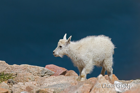 Mountain Goat