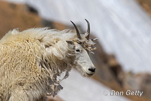 Mountain Goat