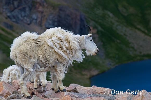 Goat_Mtn_C8A8824
