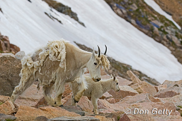 Mountain Goat