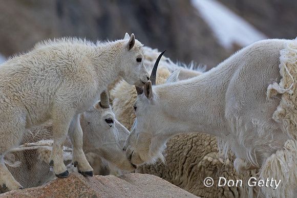 Mountain Goat
