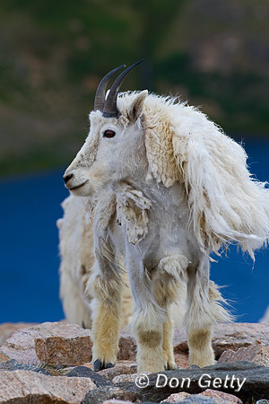 Mountain Goat