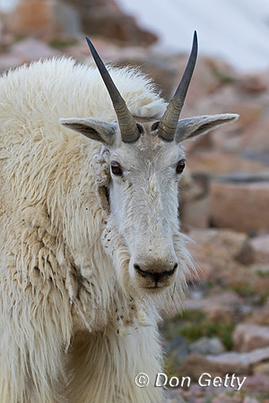 Mountain Goat