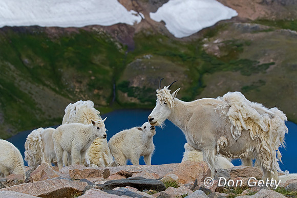 Mountain Goat