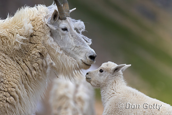 Mountain Goat