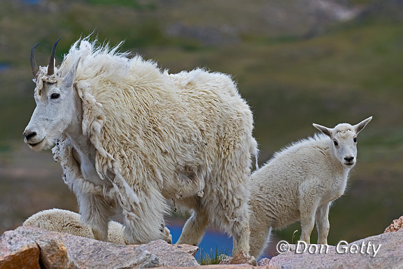 Mountain Goat
