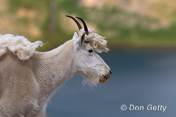 Mountain Goat