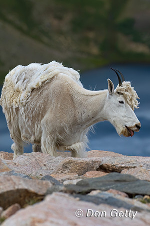 Mountain Goat