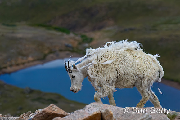 Mountain Goat