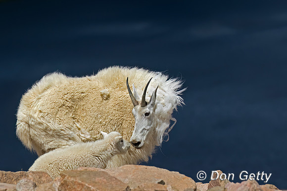 Mountain Goat