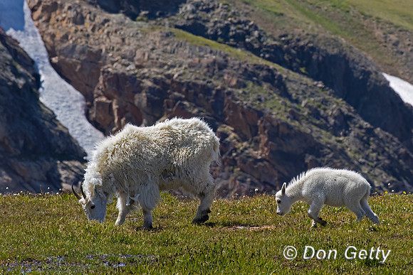 Mountain Goat