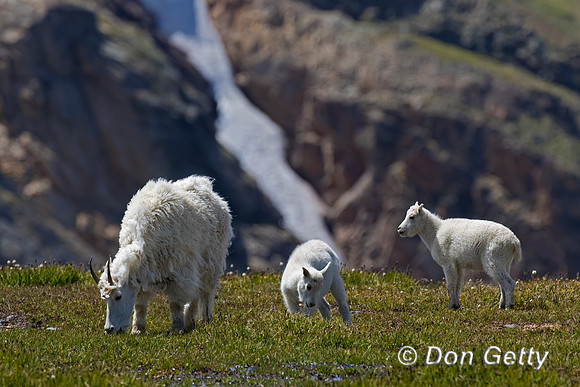 Mountain Goat