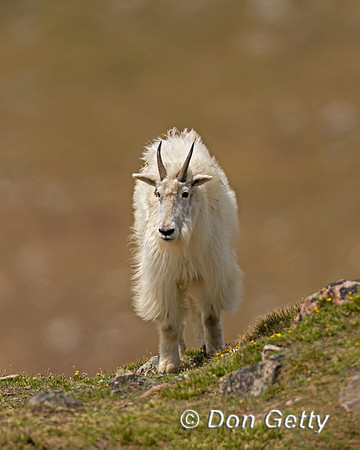 Mountain Goat