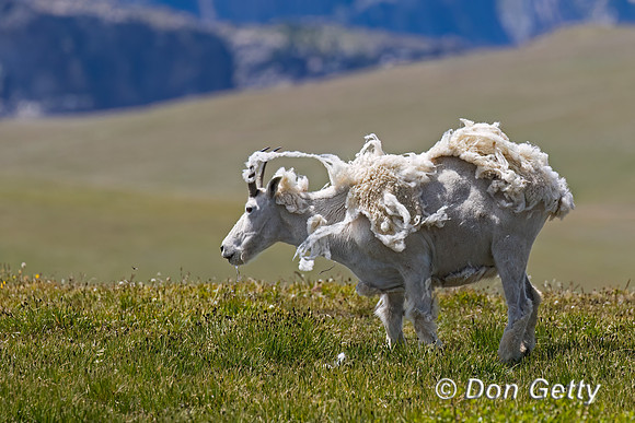 Mountain Goat