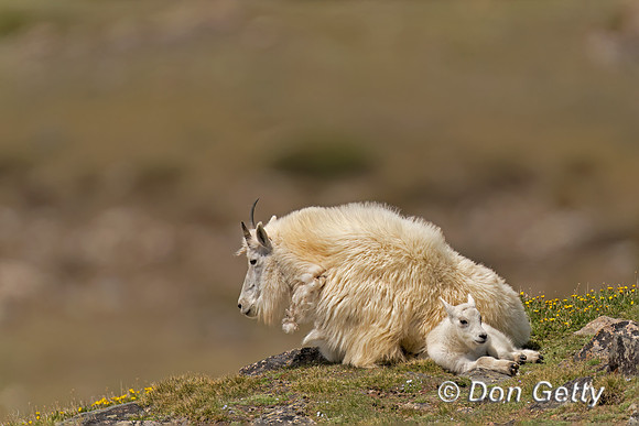 Goat_Mtn_DSC02403