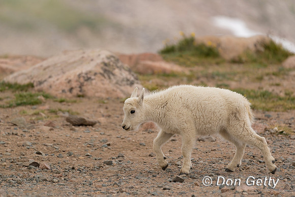 Mountain Goat