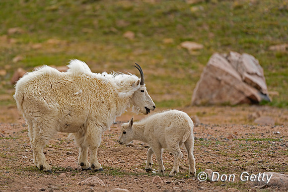 Mountain Goat
