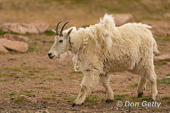 Mountain Goat
