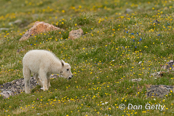 Mountain Goat