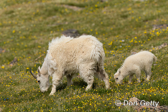 Mountain Goat