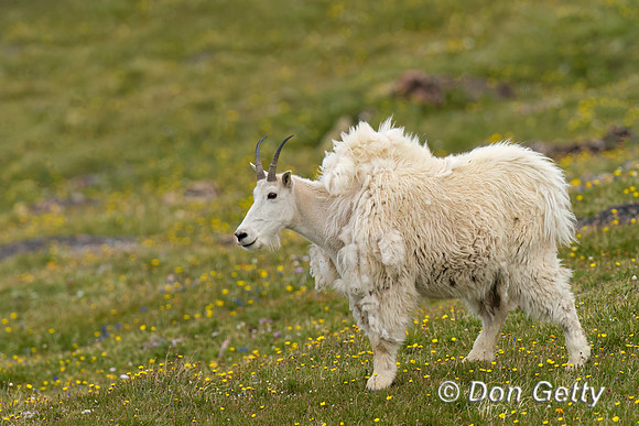 Mountain Goat