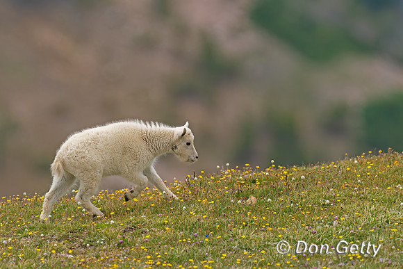 Mountain Goat