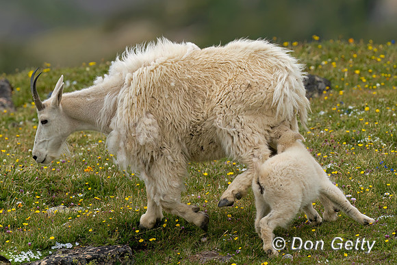 Mountain Goat