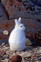 Arctic Hare