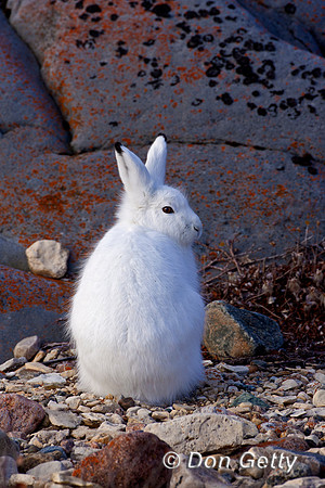Arctic Hare