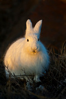 Arctic Hare