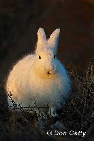 Arctic Hare