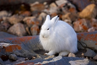 Arctic Hare