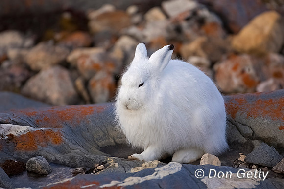 Arctic Hare